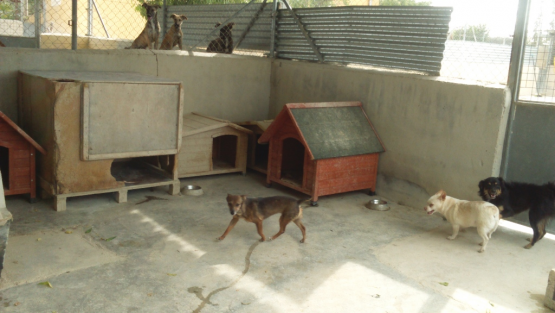 Perritos25.JPG